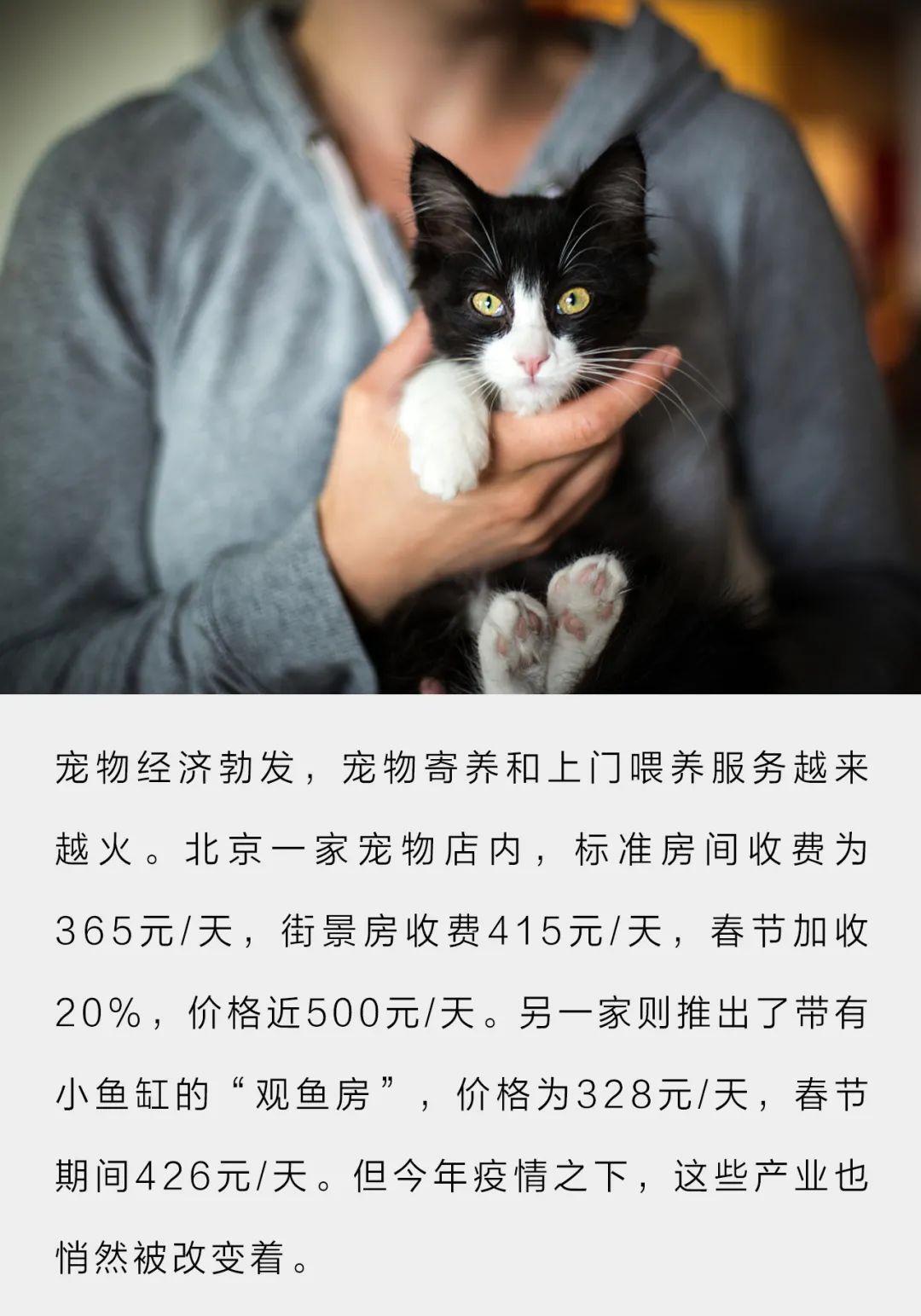 女孩国庆帮喂猫一周将赚5千,春节喂猫多少钱一次