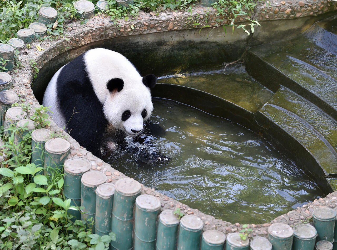 这只大熊猫为啥这么白是怎么回事，关于为什么大熊猫白色的新消息。