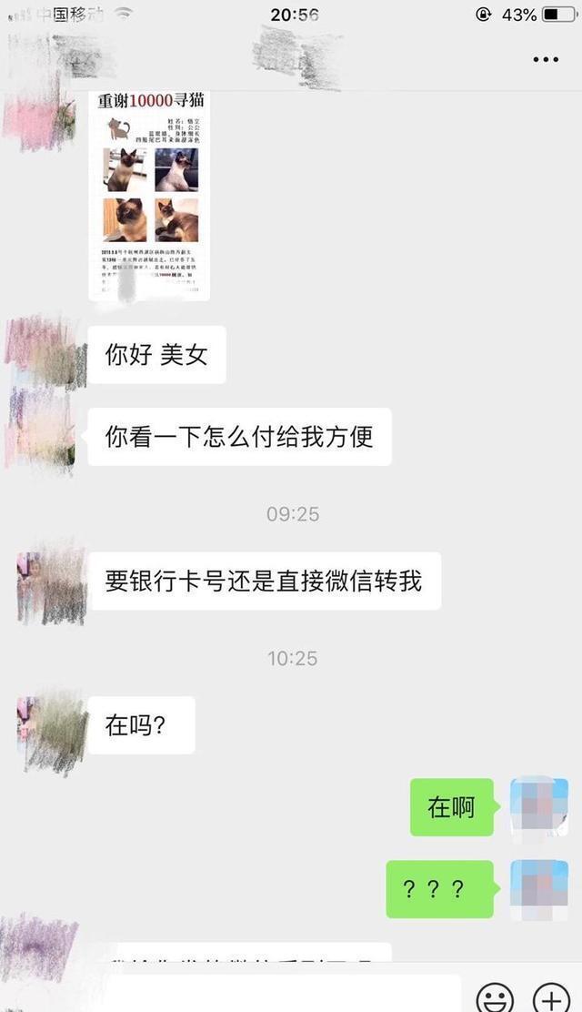 浙江女子追到广州找到被偷的爱猫,究竟是怎么一回事?