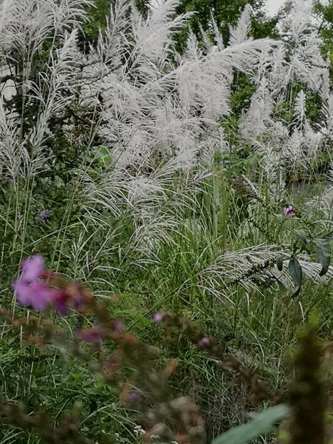 ##江苏芦花绽放如云似雪随风摇曳