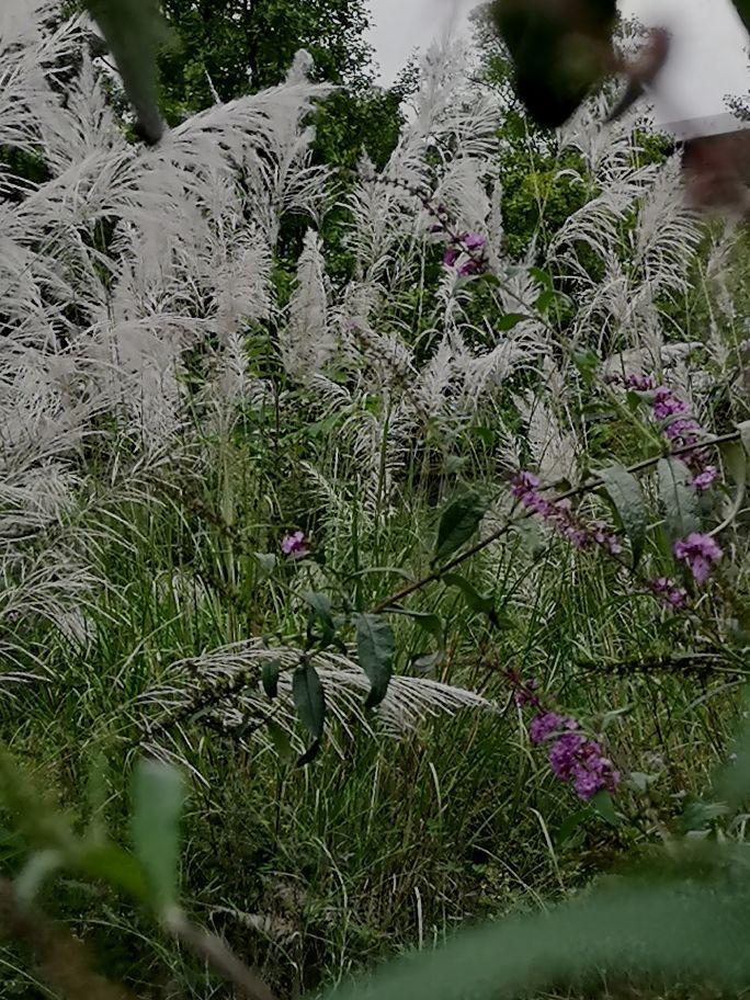 ##江苏芦花绽放如云似雪随风摇曳