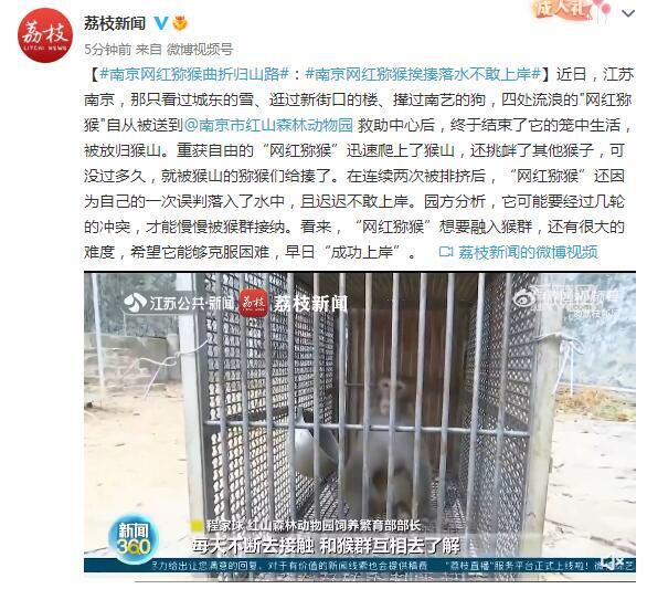 南京网红猕猴归山后挨了一顿揍是怎么回事?