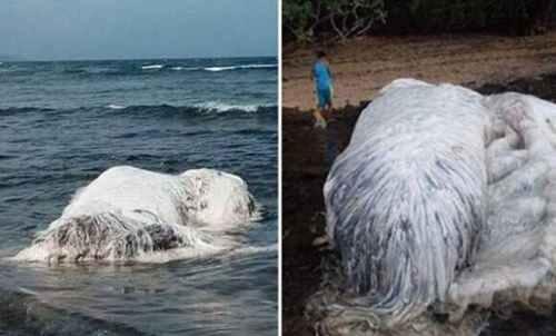 盘点世界十大未确认生物体