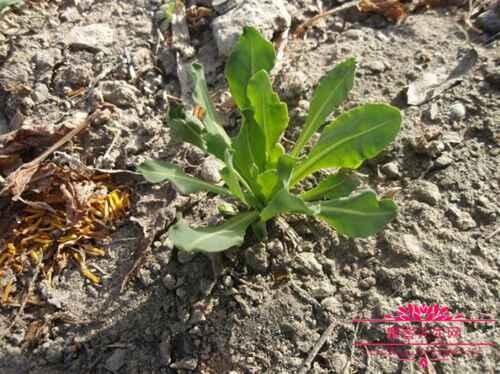 奥斯曼草是一种什么植物