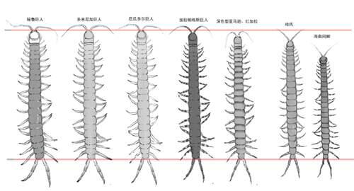 中国德氏蜈蚣Scolopendradehaani