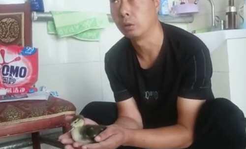 男子网购孔雀蛋孵出鸭子