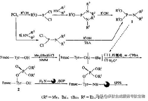 磷酸化合成多肽的修饰技术 多肽修饰