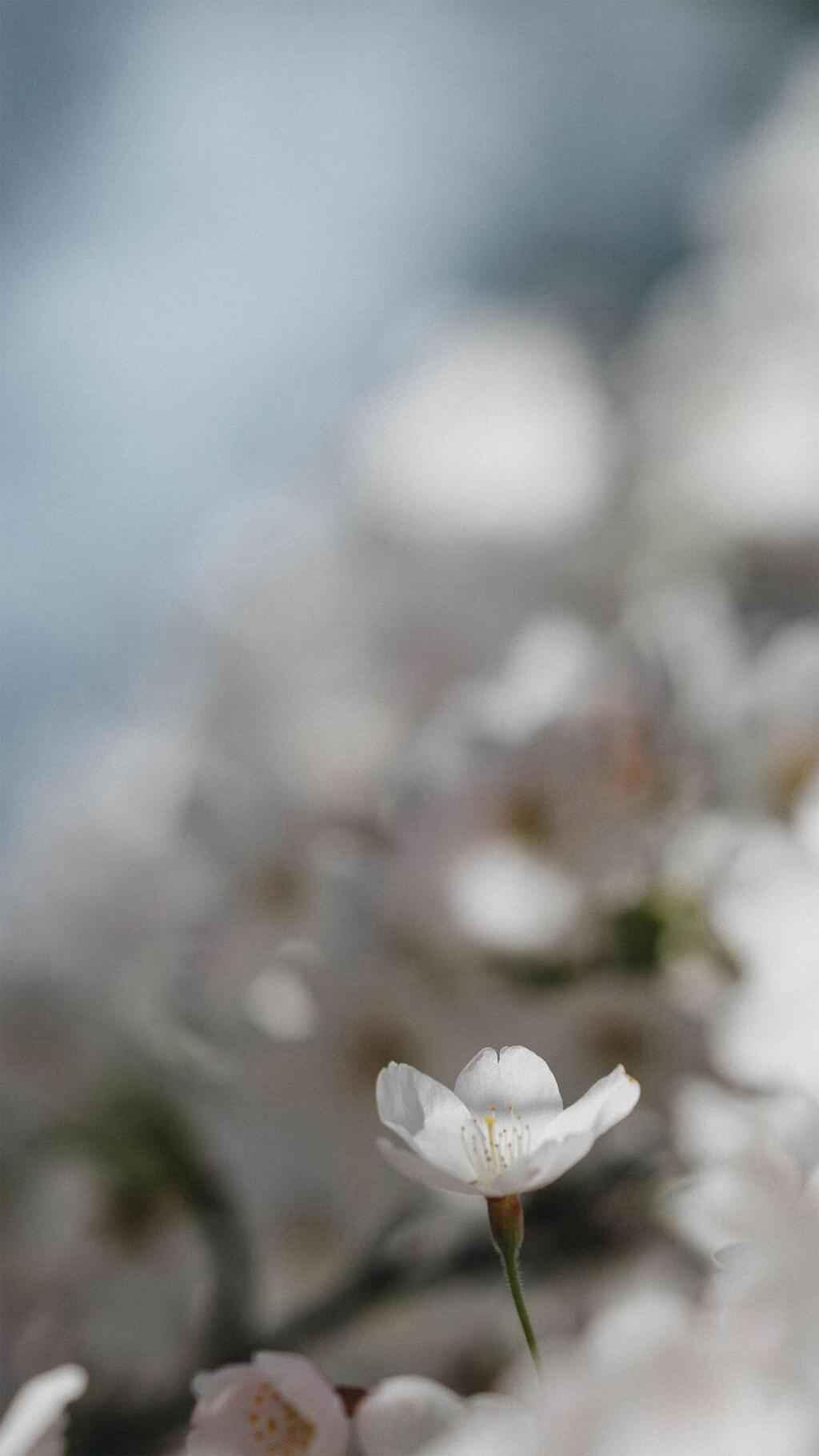 ins风清新好看的花朵锁屏手机壁纸