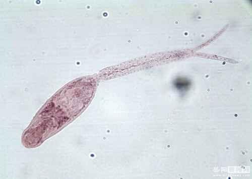 日本血吸虫尾蚴图片