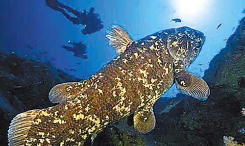 十大海洋恐怖生物