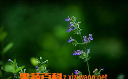 荆芥图片 中药荆芥的功效与作用