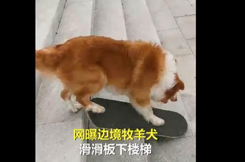 牧羊犬滑滑板下楼梯