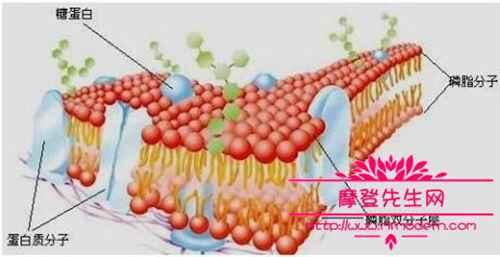 南非吸脂蚊子是真的吗？