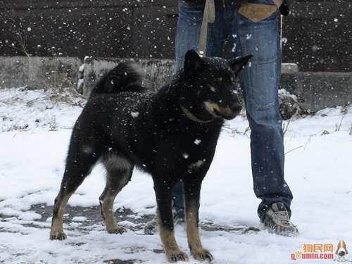 狗狗科普 莱卡猎犬篇