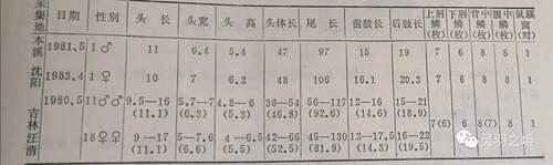 关于东北两种草蜥的鉴别