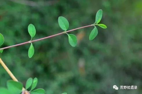 观赏植物 毛核木属 雪果