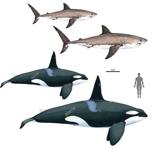 简单说一下大白鲨与虎鲸的关系
