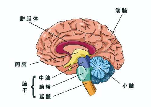 什么叫感觉统合