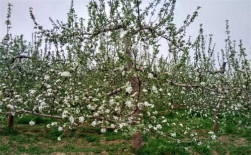 苹果树全年管理抓住这6点就够了 苹果树管理技术