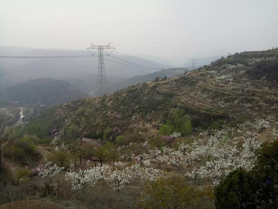 梨花带雨 南岭