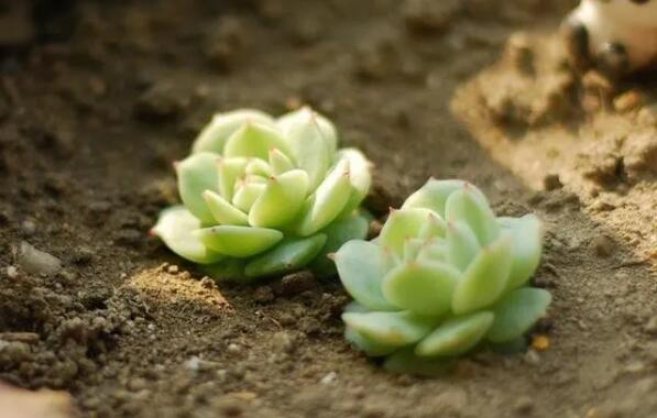 走向大众化的多肉植物——小巧可爱玲珑精致的静夜