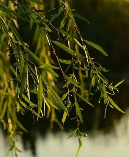 植物趣谈｜毒柳树