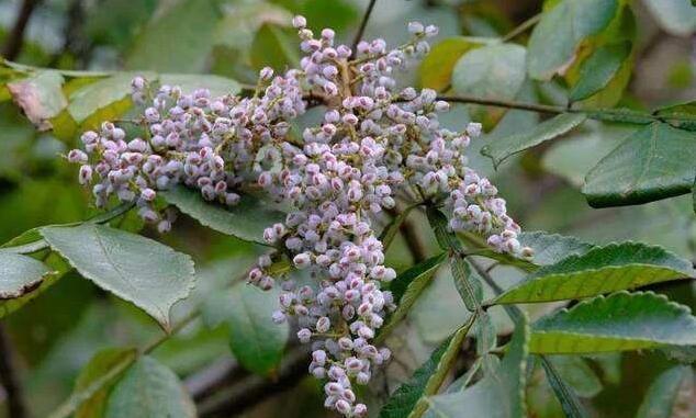 童年像植物生长｜盐肤木