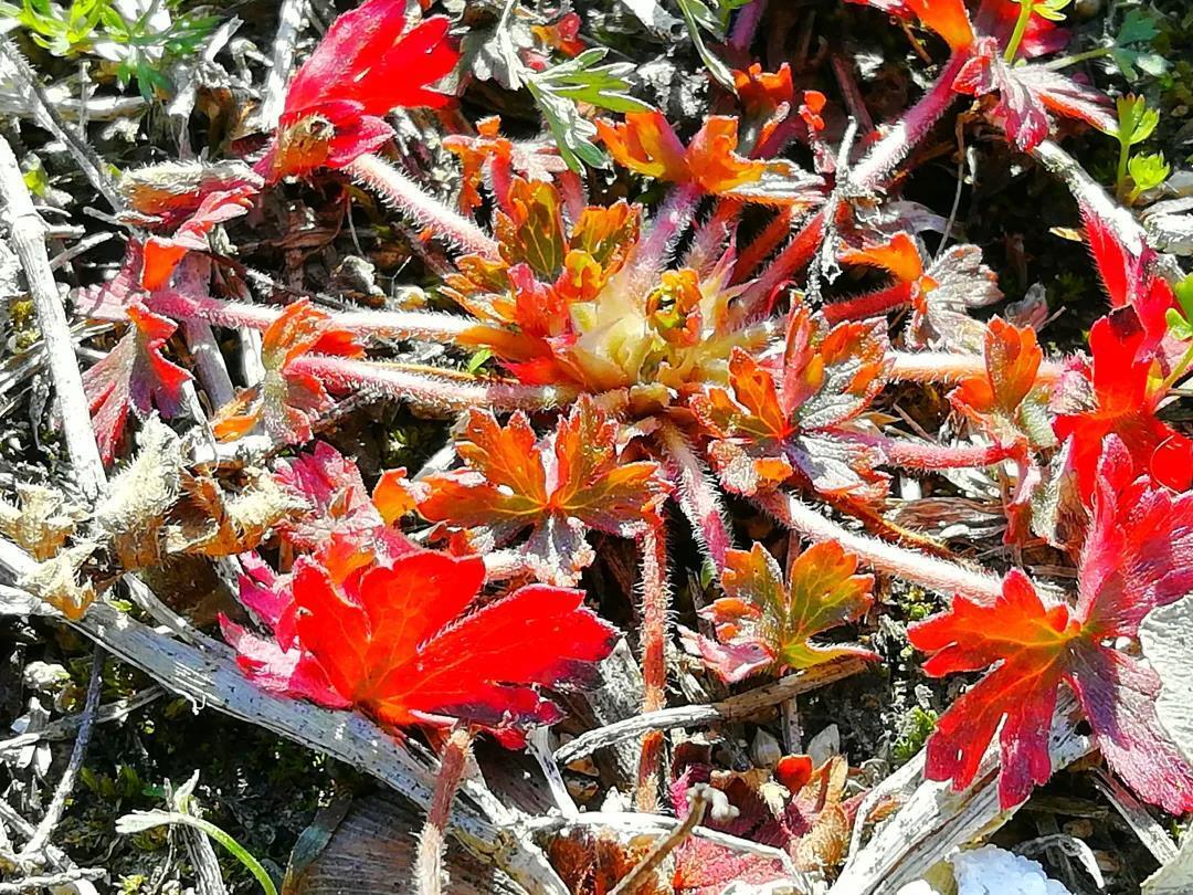 冬林，遇见及野老鹳草叶美胜花