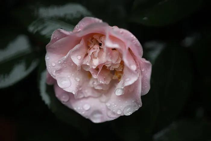 小楼一夜听春雨