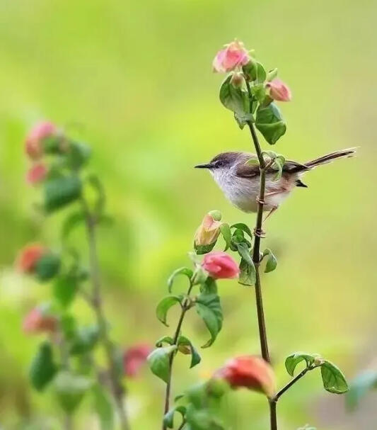 春分——千花百卉争明媚