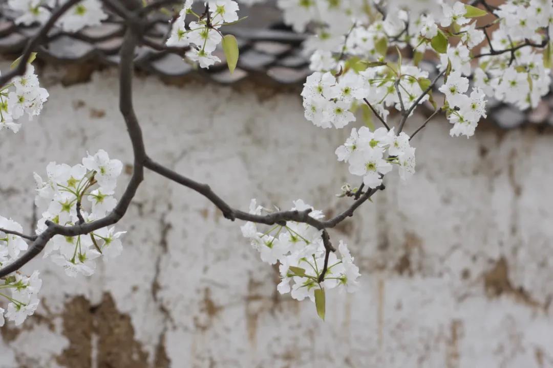 一树梨花压海棠