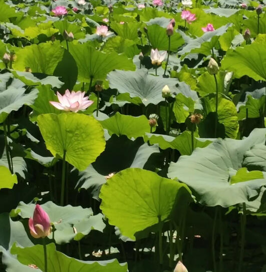 夏天，去旅行然后心动一次