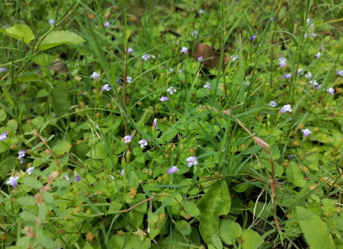 打油诗一首：细碎小花沐朝阳