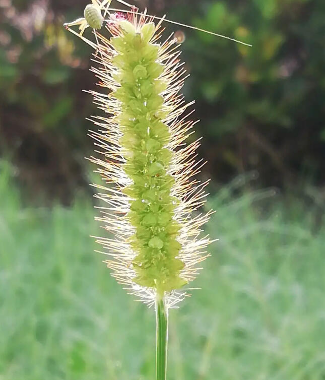 草坪上野花伶仃，露水瀼瀼