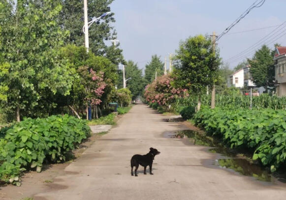 跑过村道等秋来