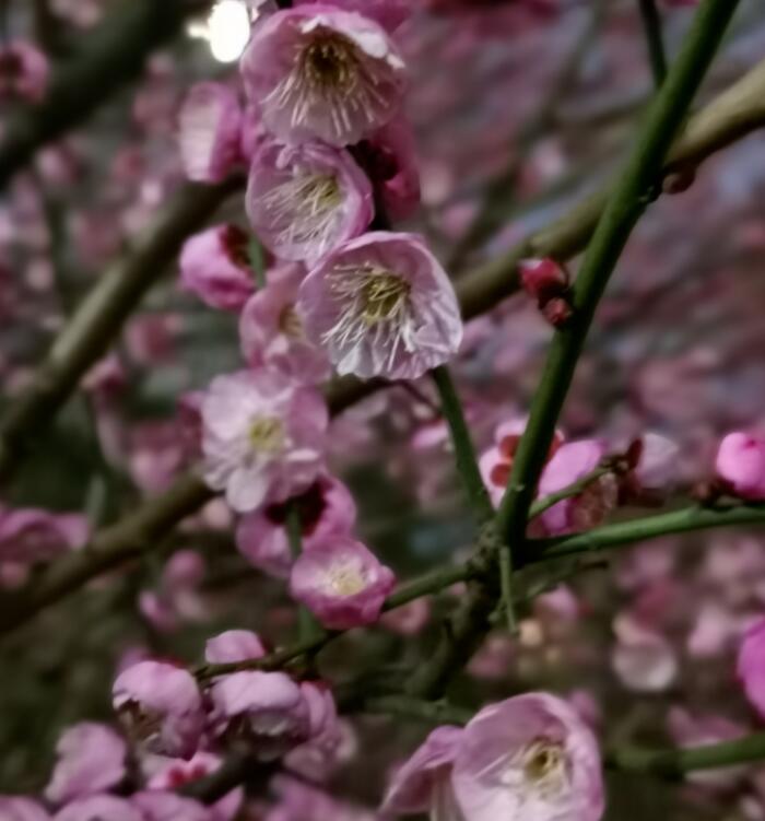 听雨