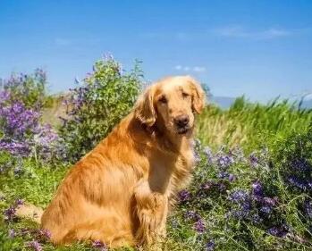 寺院里的金毛犬