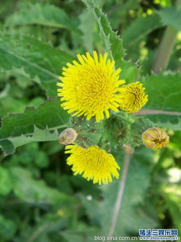 苦苣菜——中华野菜