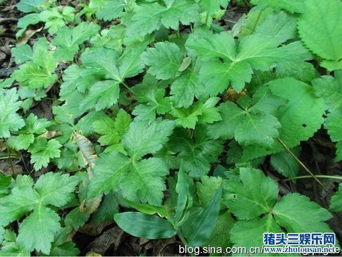 鸭儿芹——中华野菜