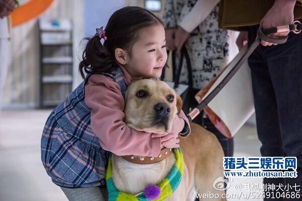 神犬小七大结局是什么意思揭秘 小七干嘛去了最后和谁走了