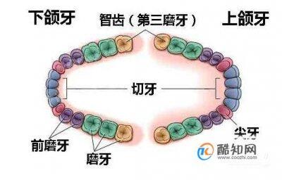 牙齿的结构图及名称图片