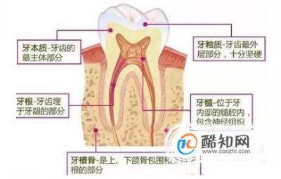 牙齿的结构图及名称图片