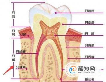 牙齿的结构图及名称图片