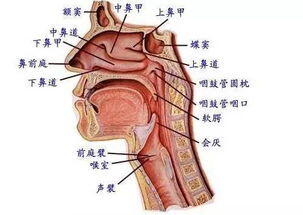 仙家开嘴窍有什么症状 仙家打窍喉咙感觉