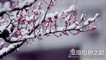 遥知不是雪为有暗香来是什么花 出自哪里