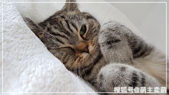 猫咪耳螨是什么样子 猫咪耳螨怎么清理干净