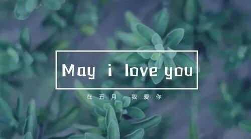 may i love you是什么梗 may i love you梗出处是哪里