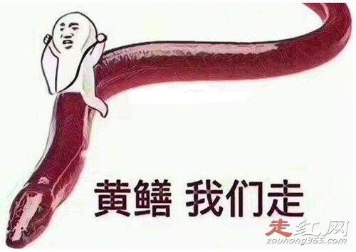 黄鳝门女主角琪琪是假死吗 黄鳝用的是活的还是死的