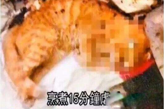 微波炉虐猫事件是怎么回事 相当残忍却毫无悔意