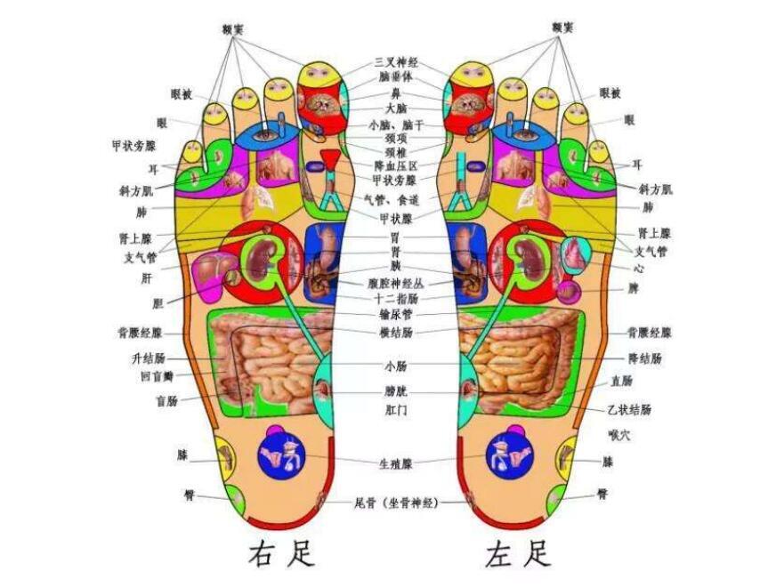 脚的各个部位详细图 脚主要是分为几个部分组成